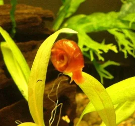ramshorn.webp