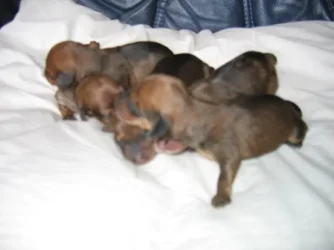 pups_001.webp