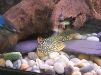 28th_pleco.jpg