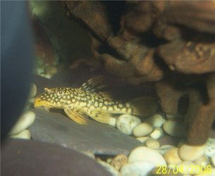 28th_pleco3.jpg