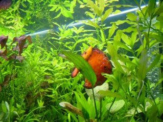 discus_reduced.jpg