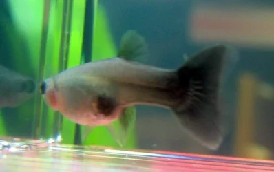 fish2_0141.webp