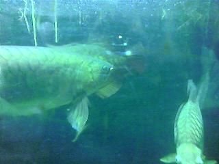 arowana.JPG arowana.JPG