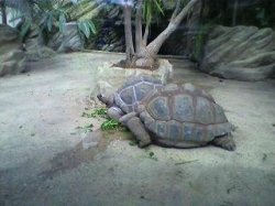giant_tortoise.JPG giant_tortoise.JPG