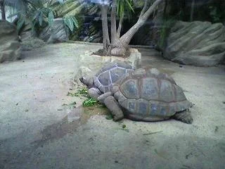 giant_tortoise.webp giant_tortoise.webp