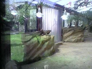 lizards.webp lizards.webp