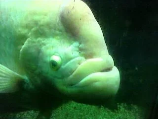 gourami.webp gourami.webp
