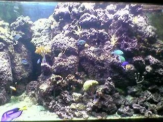 marine.webp marine.webp