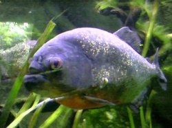 piranah.JPG piranah.JPG