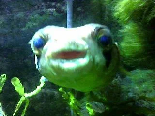 puff1.webp