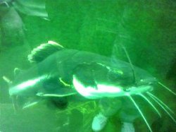 red_tail_catfish.JPG red_tail_catfish.JPG