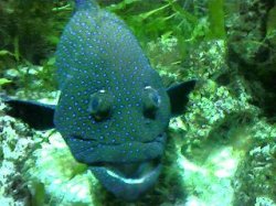spot_fish.JPG spot_fish.JPG