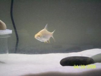 fish_new_pics_004.jpg