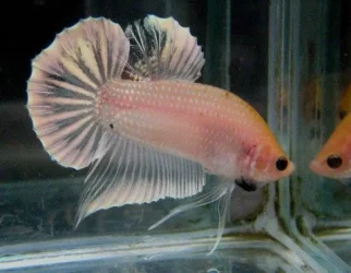 betta.webp