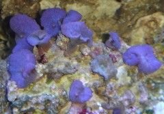 pic40_bluemushroom.jpg