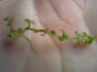 Plant.jpg Plant.jpg