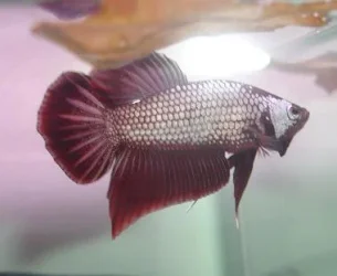 betta_red_dragon_2.webp