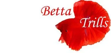 BT_logo.webp