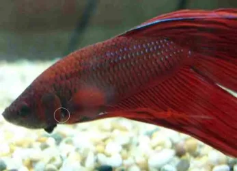 gill1.webp