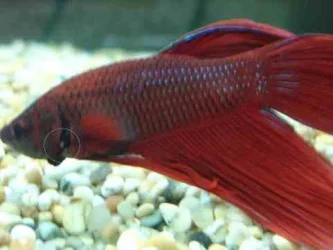 gill2.webp