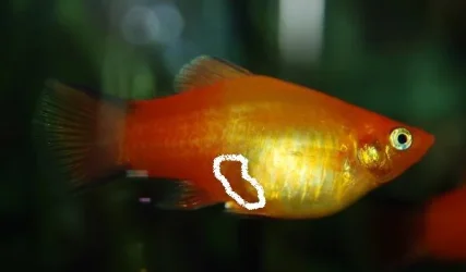 Female_platy_pregnant.webp