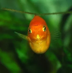 Female_platy_pregnant_profile.webp