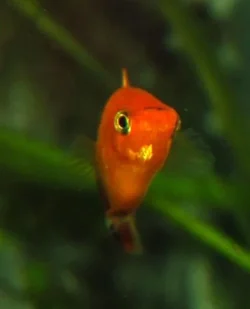Male_platy_profile.webp