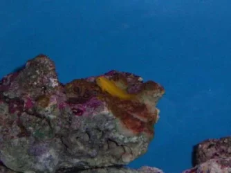 yellowgoby1.webp yellowgoby1.webp