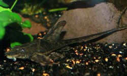 Whiptail_sideview_femaleWeb.JPG Whiptail_sideview_femaleWeb.JPG