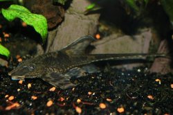 Whiptail_sideview_maleWeb.JPG