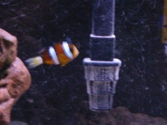 Fish_016a.jpg