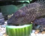 Pleco.webp