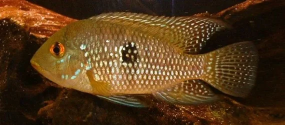 Geophagus_brasiliensis.webp