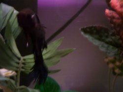 nemo__s_thorn.jpg nemo__s_thorn.jpg