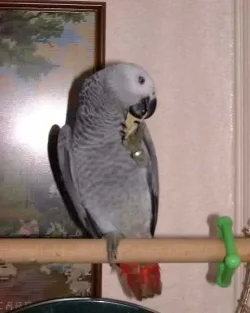 Jimmy.webp