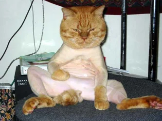shavedcat.webp