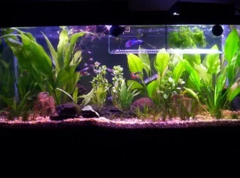 tankforsite.webp