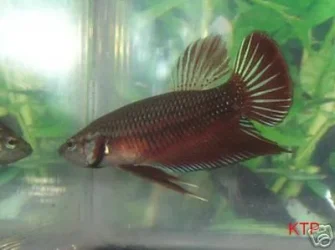 Ebay_Betta.webp