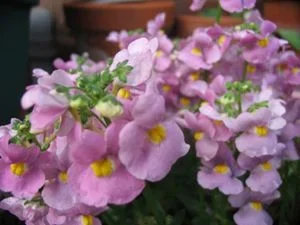 pics_197.webp