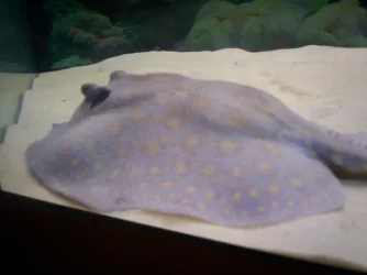 rayprawn2.webp