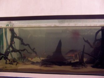 large_pic_1.jpg