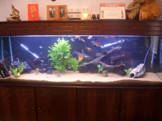 24aprilbigtank.webp