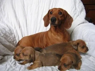 Happy_Family.webp