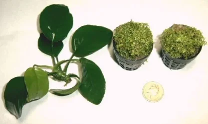 greenline_plants_005.webp greenline_plants_005.webp