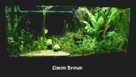 planted_tank_25th_may_06_framed002.webp