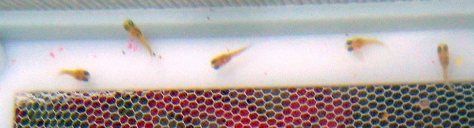 fish2_0451.jpg