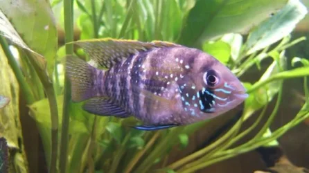 blue_acara_2.webp