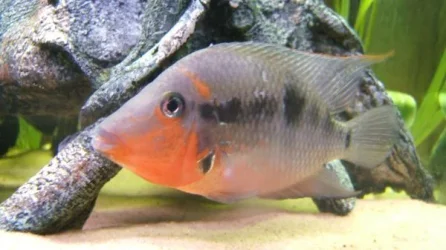 firemouth.webp