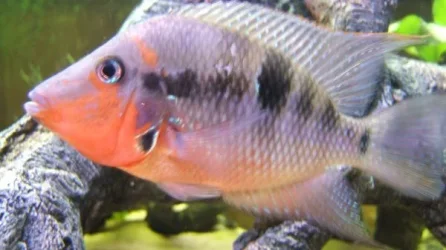 firemouth2.webp