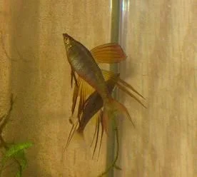 Fish029redo.webp